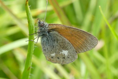 Réf. 287 383 : Coenonympha glycerion